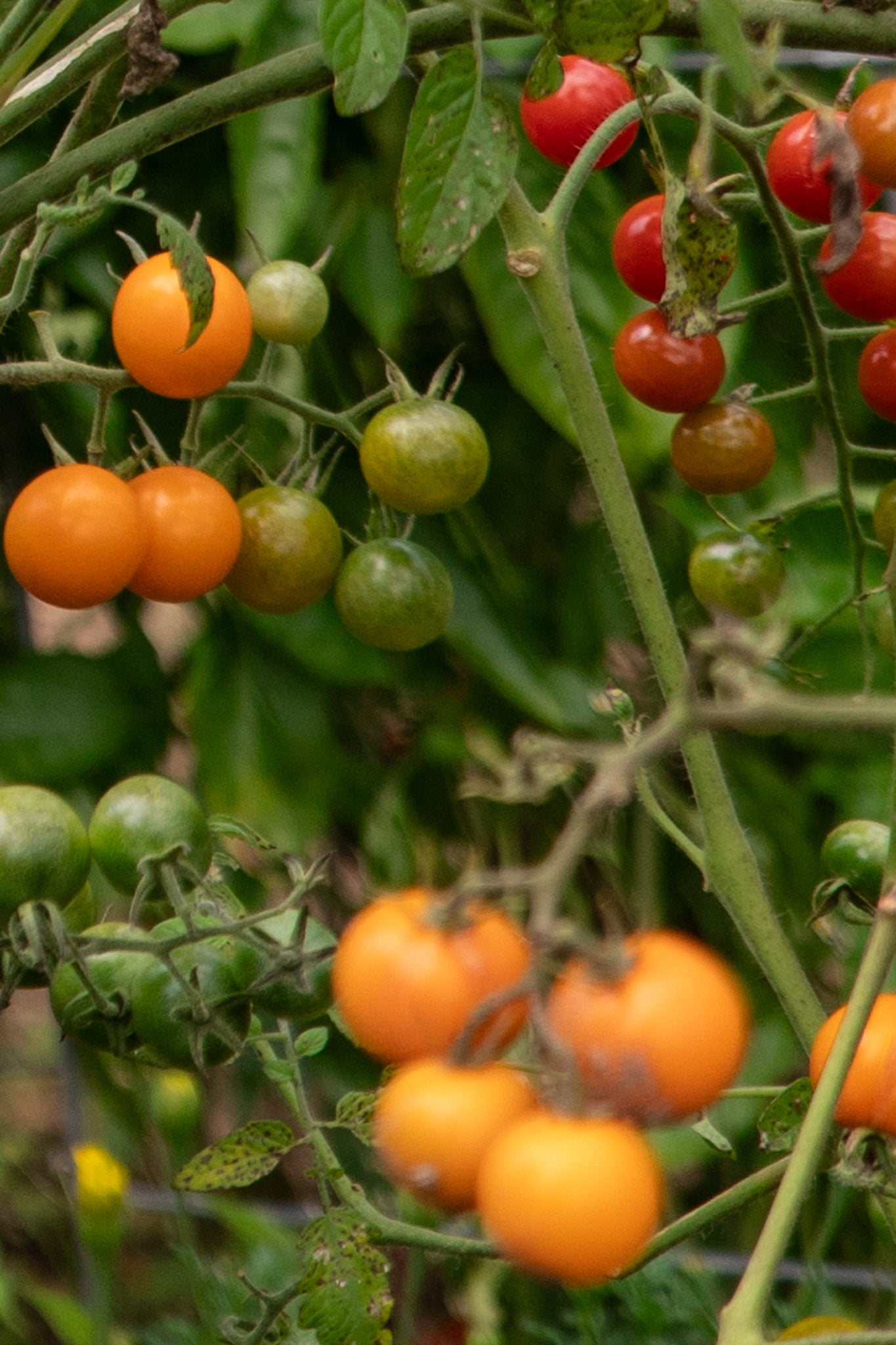 Tomato Heiress Candle