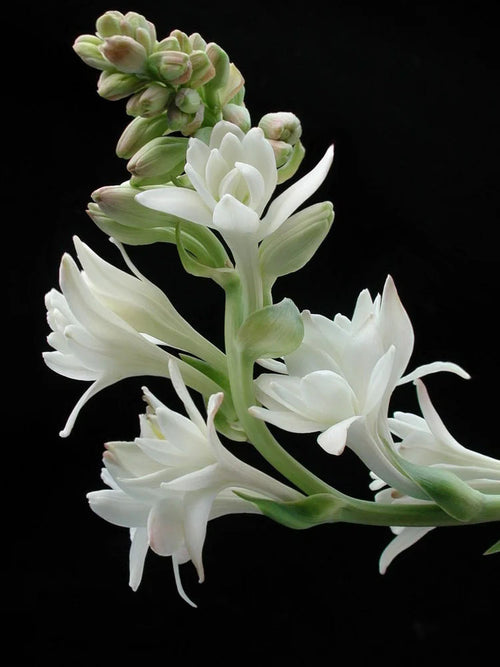 Tuberose Candle